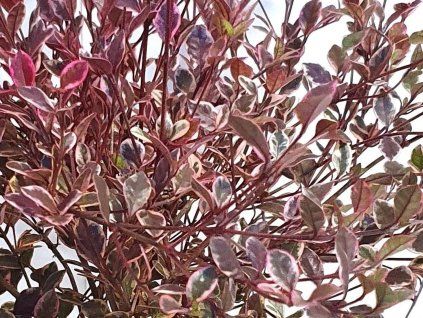 114466 1 white tiger