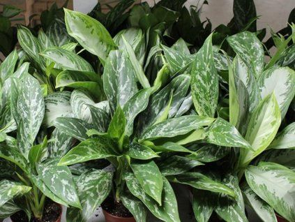 115036 1 star collection