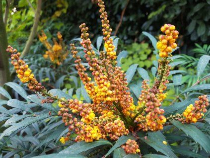 Wulkan Mahonia
