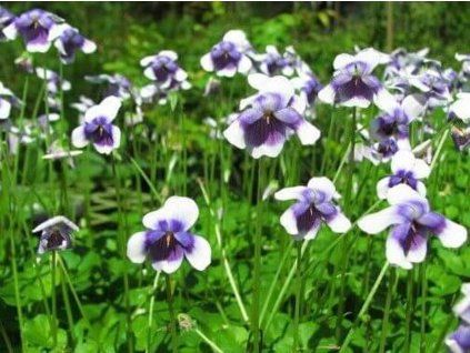 Viola australská - Viola hederacea (Balení kontejner C2)