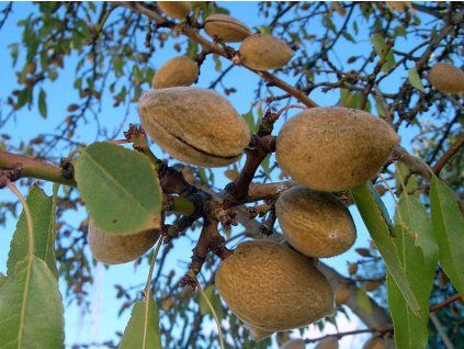 123305 mandlon baretta kontejner