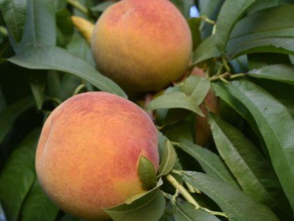 123377 broskvon everts kontejner