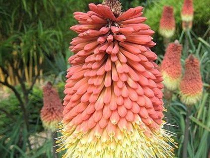 123899 1 caulescens