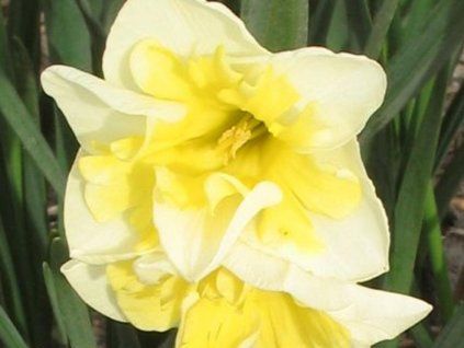 uśmiechnięty bliźniak