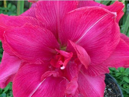 124112 1 candy nymph