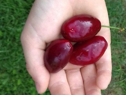 124247 1 drin jedly macrocarpa