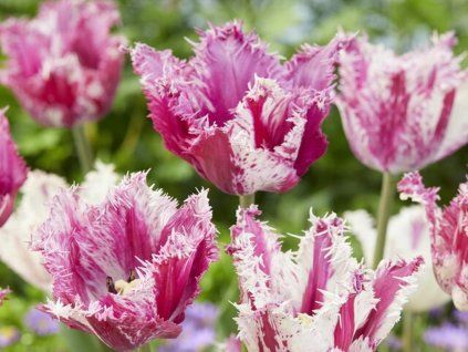 Purple Circus visi181580