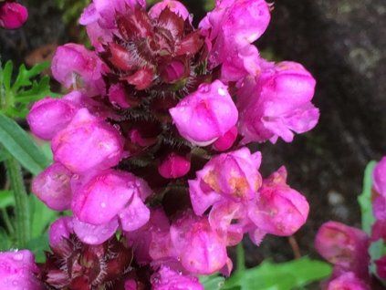 124352 1 summer daze