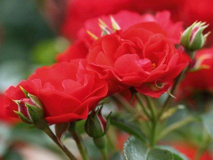 Růže 'Balou®' (Balení kontejner C2)