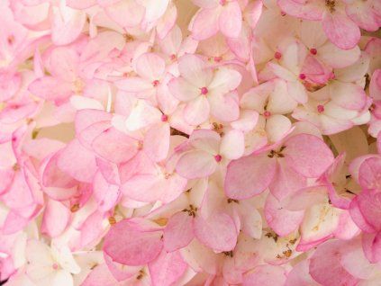 Hydrangea pan. Magiczne Andy L (szczegół 4)