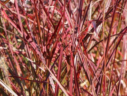 Ozdobnice čínská 'Ruby Cute'- Miscanthus sinensis 'Ruby Cute' (Balení kontejner p12)