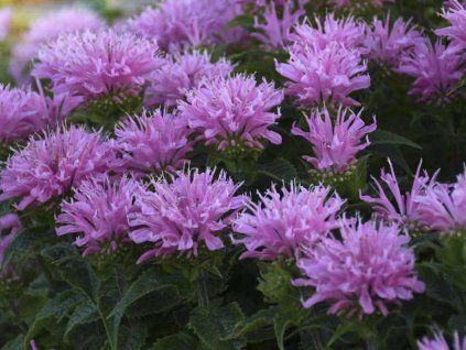 Monarda Sugar Buzz Pink Frosting