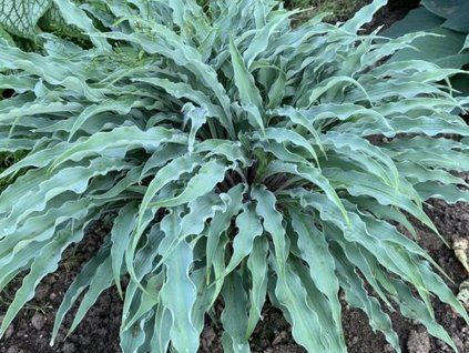 Bohyška 'Silly String' PBR - Hosta 'Silly String' PBR (Balení kontejner p12)