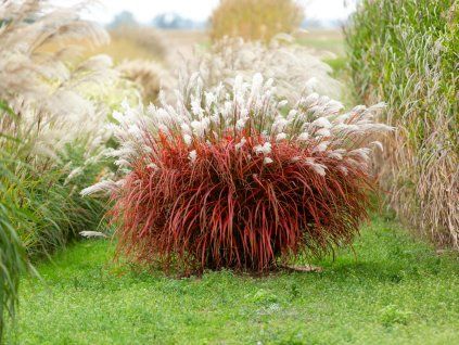 Miscanthus Lady in Red (7)