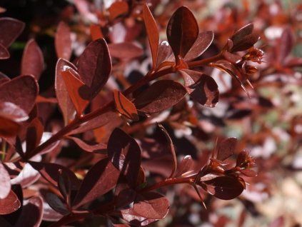 Dřišťál Thunbergův 'Pygruzam' PYGMY RUBY (Balení kontejner p9)