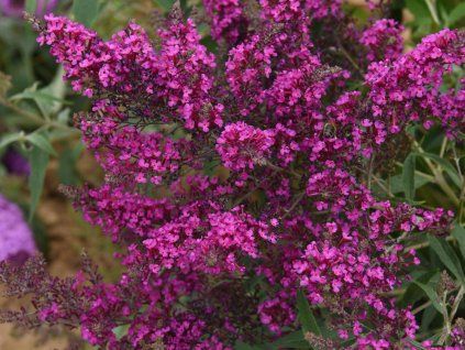 Komule Davidova 'Octopus Magenta'® (Balení kontejner p9)