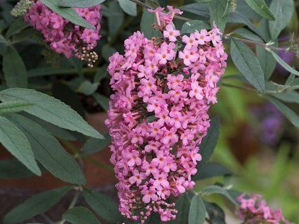Komule Davidova 'Pink Cascade' (Balení kontejner p9)