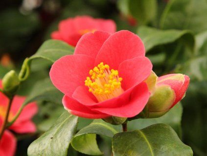 Kamélie japonská 'Rubra' (Balení kontejner p9)