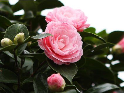 Kamélie japonská 'William Bartlett' (Balení kontejner p9)