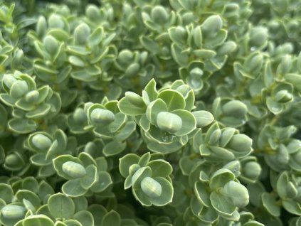 125324 hebe hodowane