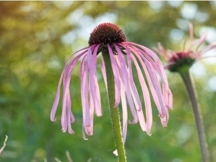 125357 trapatka bleda echinacea pallida