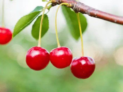 125460 visen ametyst