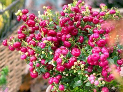 125478 1 pernetia pink