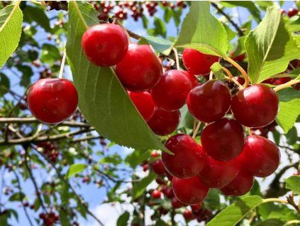 125526 visen ludwika