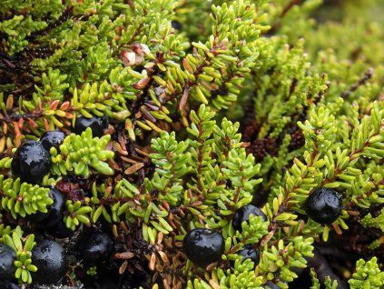 Šicha černá (Balení kontejner p11)