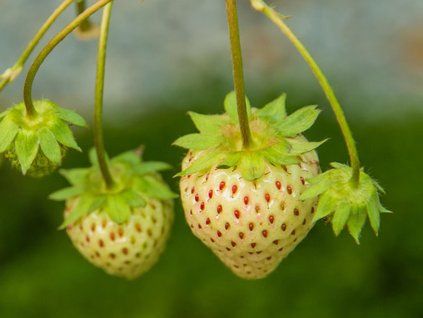 Jahodník 'Pineberry' (Balení multipack 10 ks)