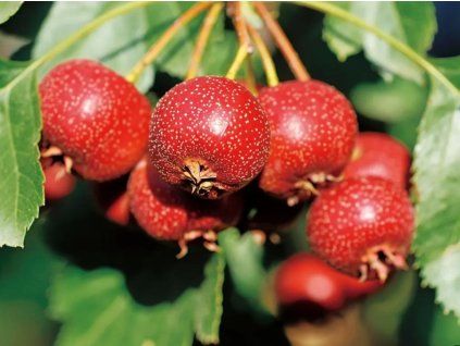 126033 1 early mao mao