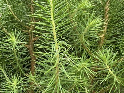 Borovice pinea 'Silver Crest' (Balení kontejner p17)