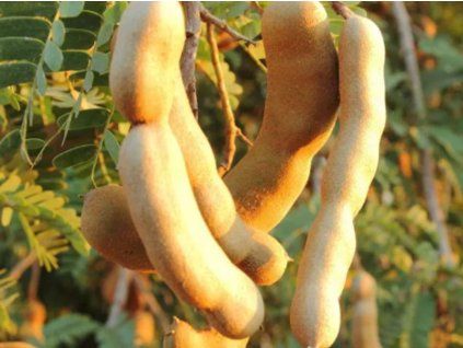 Tamarind indický (Balení kontejner C7)