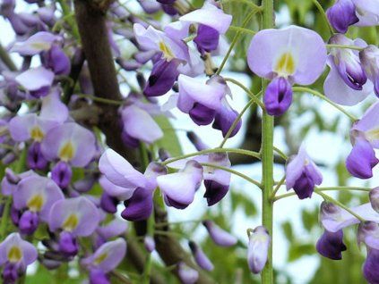 Vistárie 'Macrobotrys' (Balení kontejner C3)