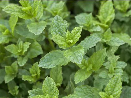 Máta 'Hugo' (Balení kontejner p14)