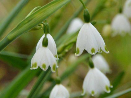 Bledule letní (Balení kontejner p12)