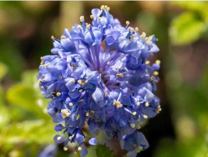 Latnatec 'Blue Mound' (Balení kontejner C2)