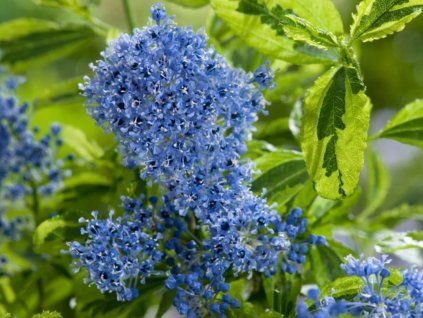 Latnatec 'Eldorado' (Balení kontejner C2)