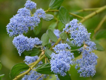 Latnatec 'Spring Party' (Balení kontejner C2)