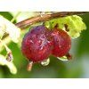 Angrešt 'Hinnonmaki Red' (Balení kontejner RP2, Varianta keř)