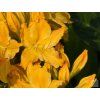 Azalka 'Golden Lights' (Balení kontejner C5)