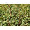 Bobkovišeň portugalská 'Variegata' (Balení kontejner C2,6)