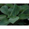 Bohyška 'Big Daddy' - Hosta 'Big Daddy' (Balení kontejner C2)