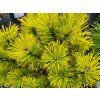 Borovice kleč 'Wintergold' (Balení kontejner H9)
