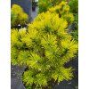 Borovice kleč 'Wintergold' (Balení kontejner H9)