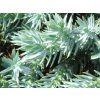 Jalovec šupinatý 'Blue Star' (Balení kontejner p14)