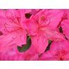 Japonská azalka 'Katja' (Balení kontejner C2)
