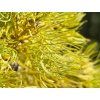 Jedle ojíněná 'Wintergold' (Balení kontejner C3)