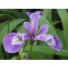 Kosatec strakatý - Iris versicolor (Balení kontejner p11)