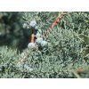 129985 1 glauca2